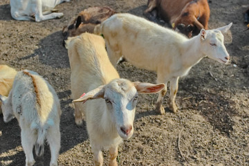 Domestic Goats