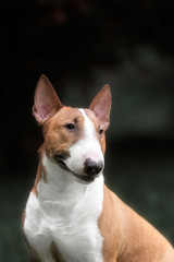 English bull terrier. Thoroughbred dog.