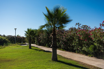 Walkway with bushes and palm trees near the grass field under the blue sky