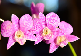 Orchids