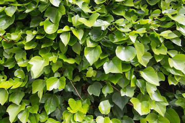Green vine foliage background