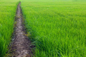 .Background with green paddy soil.