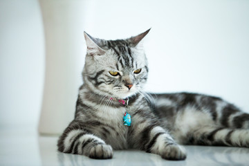 Obraz premium American Shorthair Cat