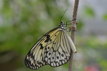 Exotischer Schetterling