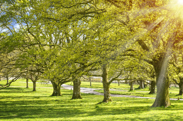 Fototapeta premium Sunlight in Spring