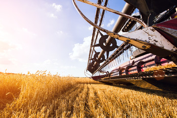 Photo of combine harvester that is harvesting wheat - obrazy, fototapety, plakaty