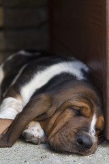 basset hound asleep