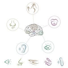 Five senses located in brain