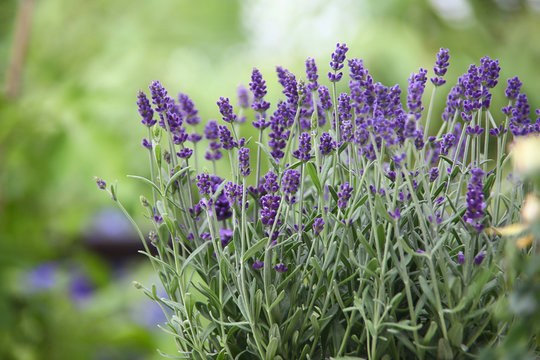 Fototapeta Lavendel Rosen Garten