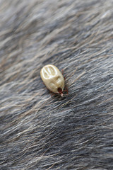 Big Ticks on a dog.