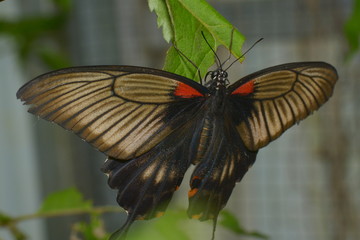 Exotischer Schetterling