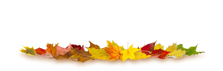 Colorful autumn maple leaves lying on white background.