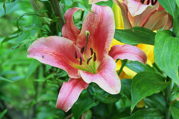 Red lily with sitting fly. Red and white lily on a background of green leaves