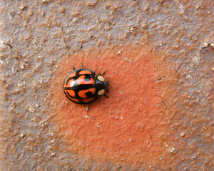 A Black dots Red Ladybug Climbing on the Brown and Orange stone Wall