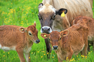 Cow and Calves