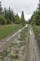 Fototapeta na wymiar Dirty rural forest road in Carpathian mountains