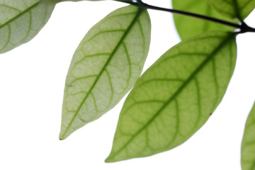 fresh leaf isolated on white background.