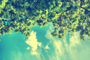 Fototapeta na wymiar Green leaves and sky background
