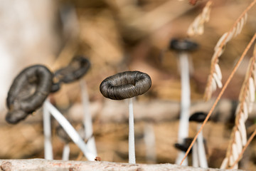 Wild Mushroom