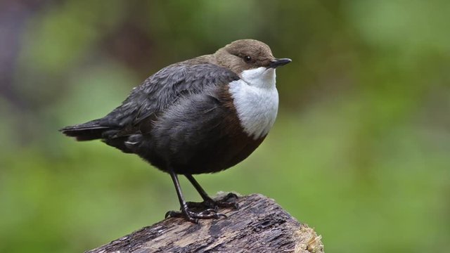 White-throated Dipper (Cinclus cinclus)