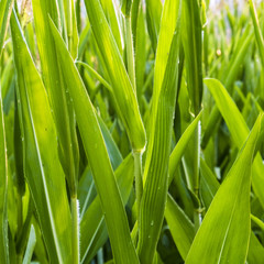leaves of indian corn in detail with dew drops