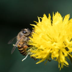Bee with Yellow Flower