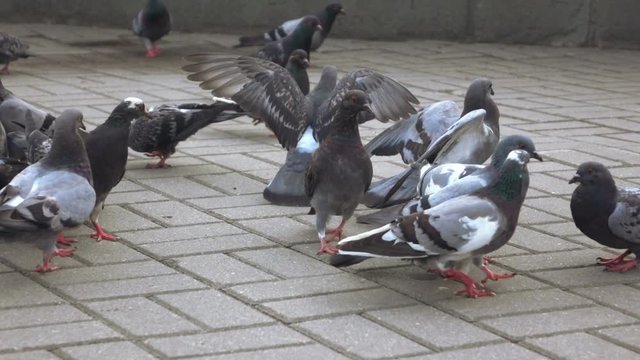 Pigeons eat bread in park