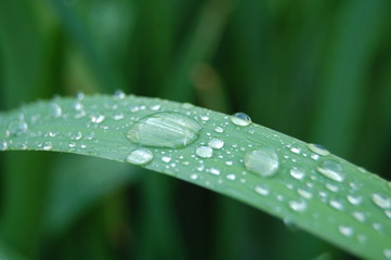 капли на листе