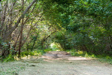 The road through the trees in summer green forest.