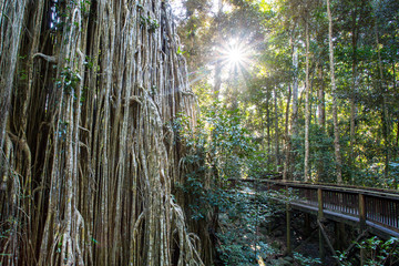 Curtain Fig Tree