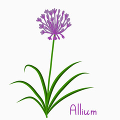 Allium plant illustration