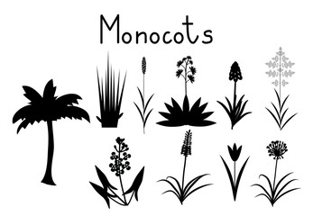 Examples of monocots - obrazy, fototapety, plakaty