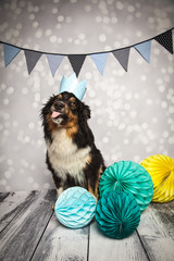 komischer Hund