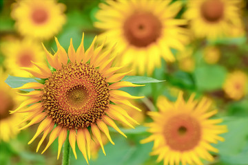 Fototapeta premium ヒマワリの花