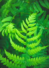 Green fern leaf in the forest. Kamchatka, Russia