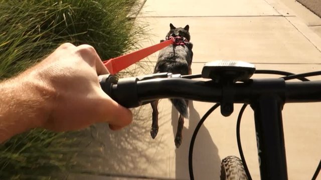 A dog pulls a bicyclist outside on a typical Arizona neighborhood sidewalk.  	