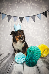 Der Hund erzählt einen Witz