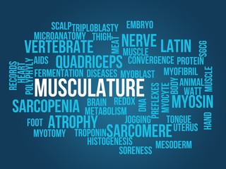 musculature