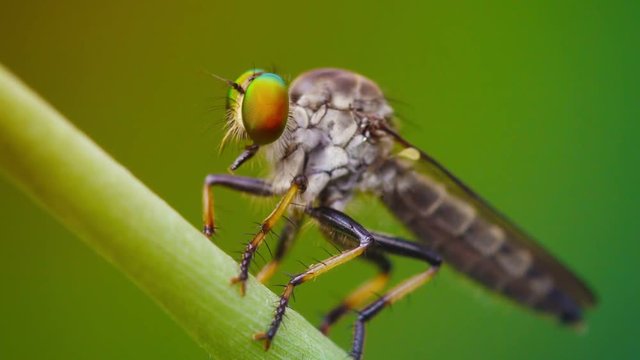 1080p video - Predatory fly closeup. Robber-fly