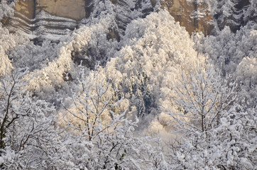 Forêt de montagne blanche