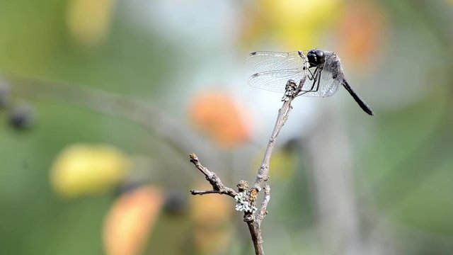 Dragonfly landing on a twig near a pond