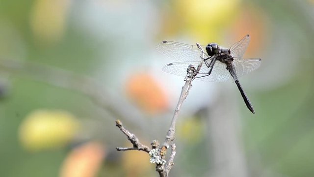 Dragonfly landing on a twig near a pond