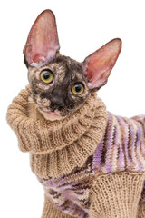 Portrait of a cat in a sweater