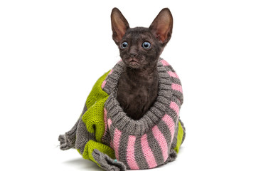 Portrait of a kitten  in a sweater
