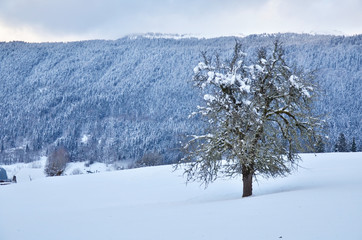 Arbre enneigé isolé