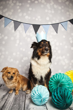 zwei Hunde feiern Geburtstag