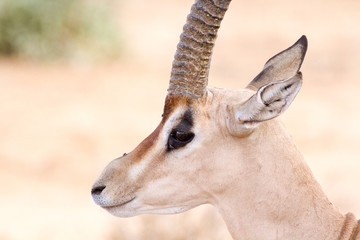 Cervicapra (bohor reedbuck), antelope of central Africa.