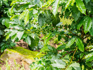 fresh coffee beans in coffee plants tree