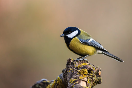 M&eacute;sange charbonni&egrave;re - Parus major - Great Tit