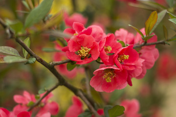 Chaenomeles flowers